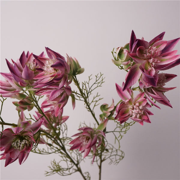 Serruria Florida Flower Decor