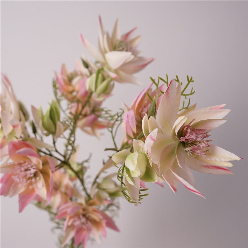 Serruria Florida Flower Decor