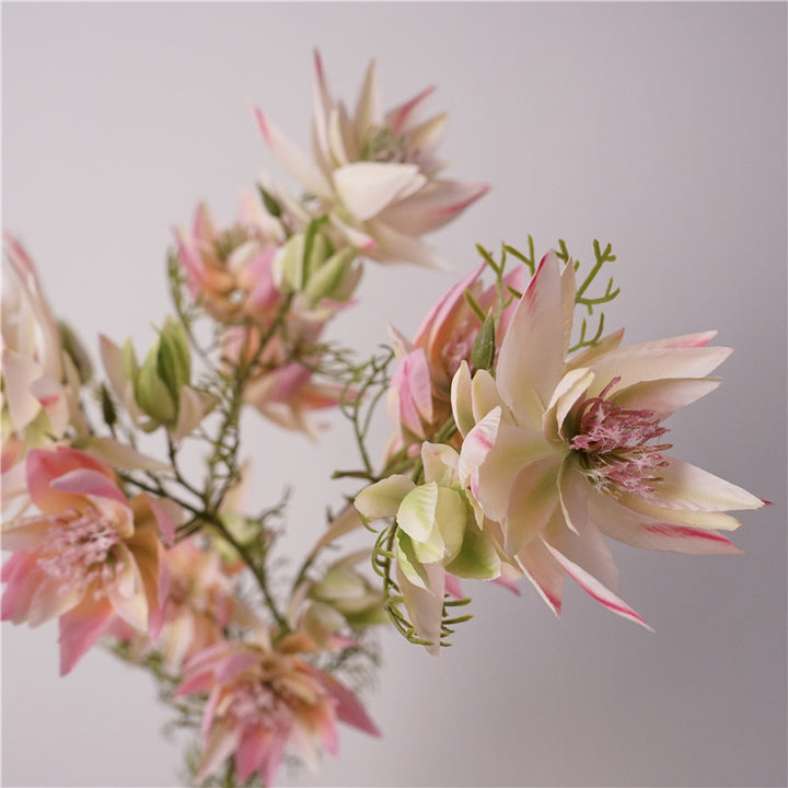 Serruria Florida Flower Decor