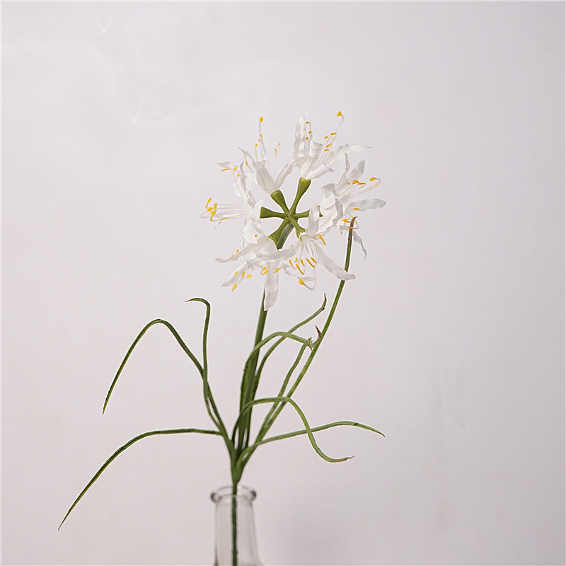Spider Lily Bloom