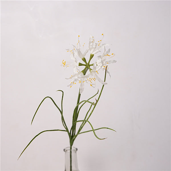 Spider Lily Bloom