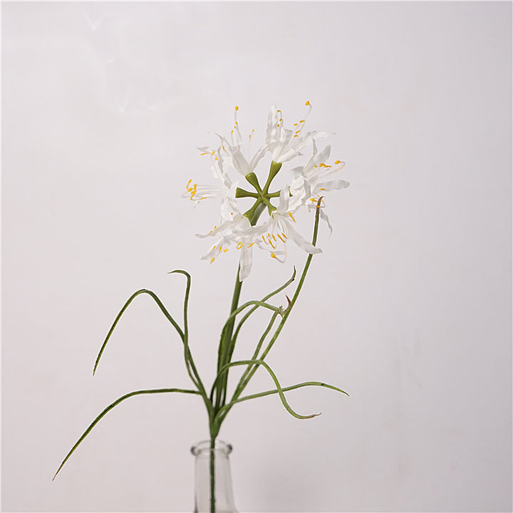 Spider Lily Bloom