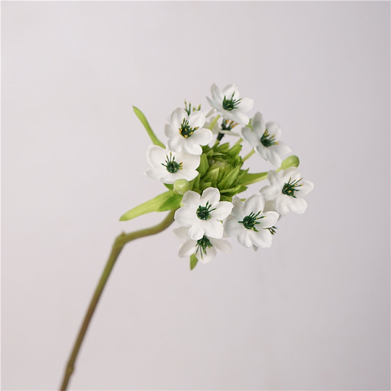 Star of Bethlehem Flower Decor
