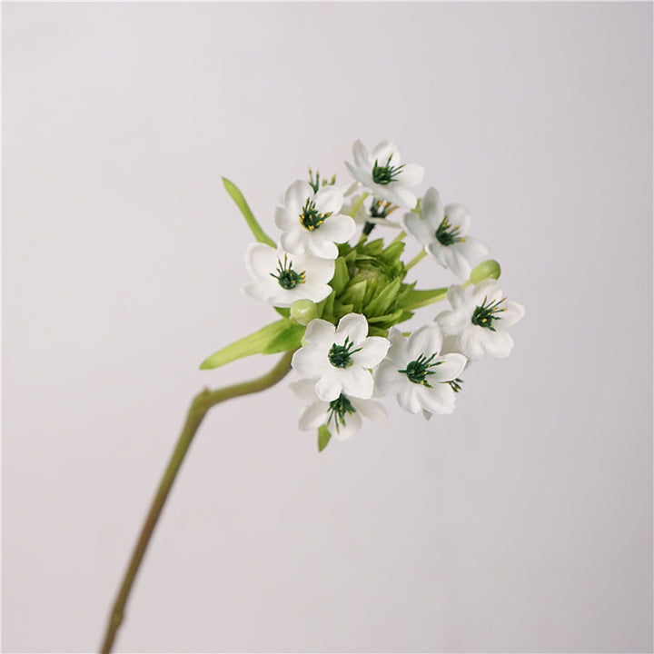 Star of Bethlehem Flower Decor