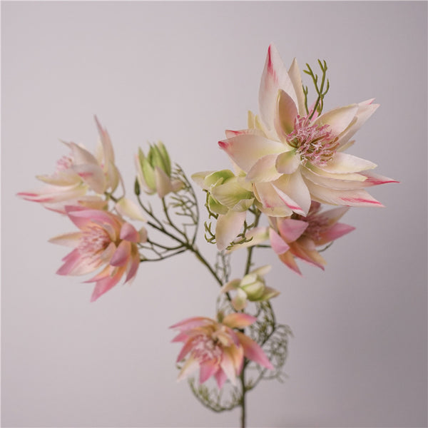 Serruria Florida Flower Decor