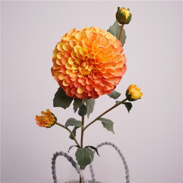 Premium Dahlia Blossom