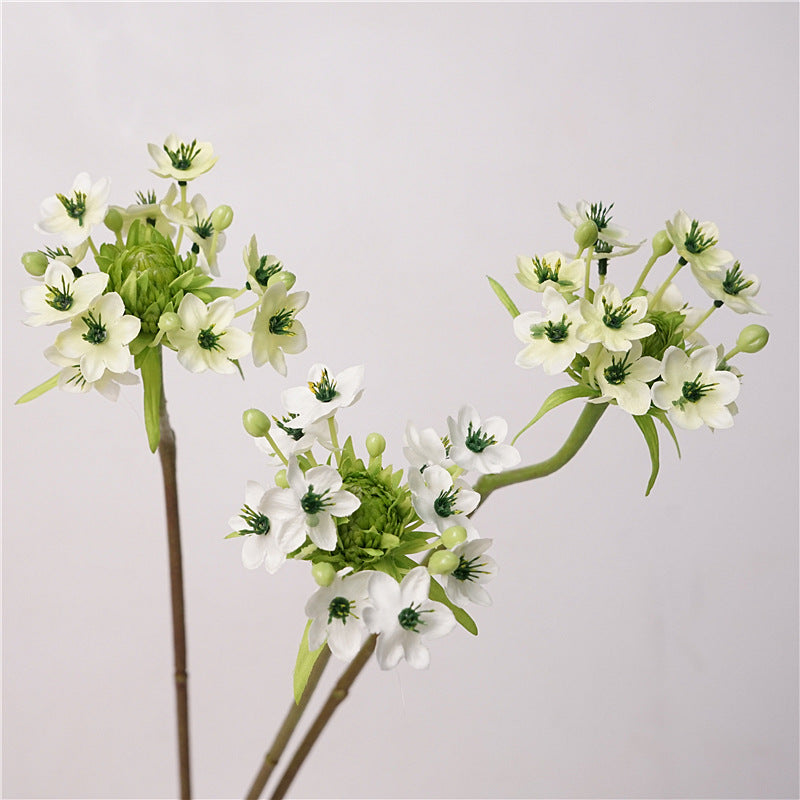 Star of Bethlehem Flower Decor