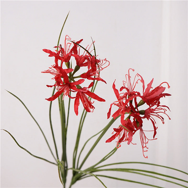 Spider Lily Bloom
