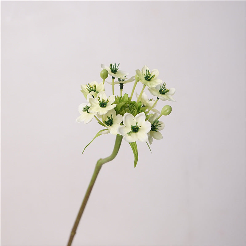 Star of Bethlehem Flower Decor