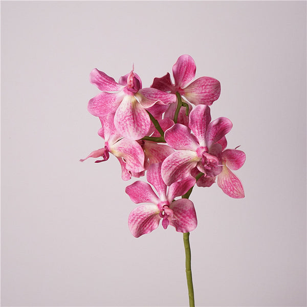 Phalaenopsis Orchids Flower Decor