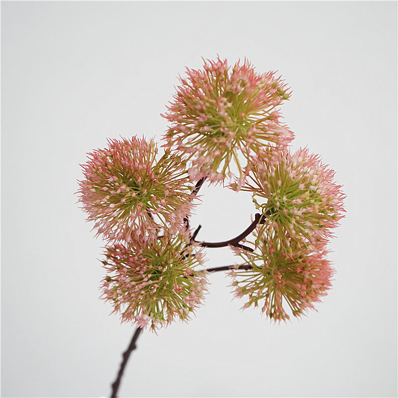 Scadoxus Genus Flower Decor