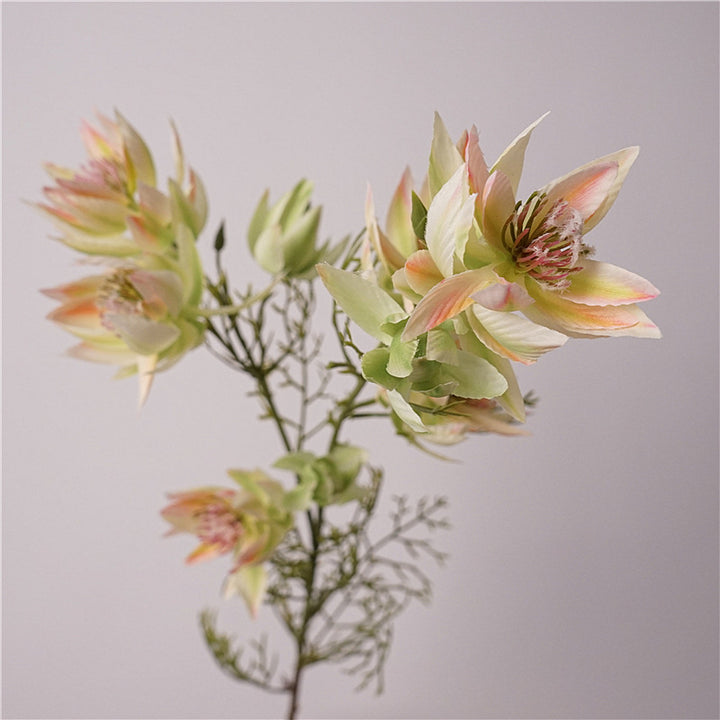 Serruria Florida Flower Decor