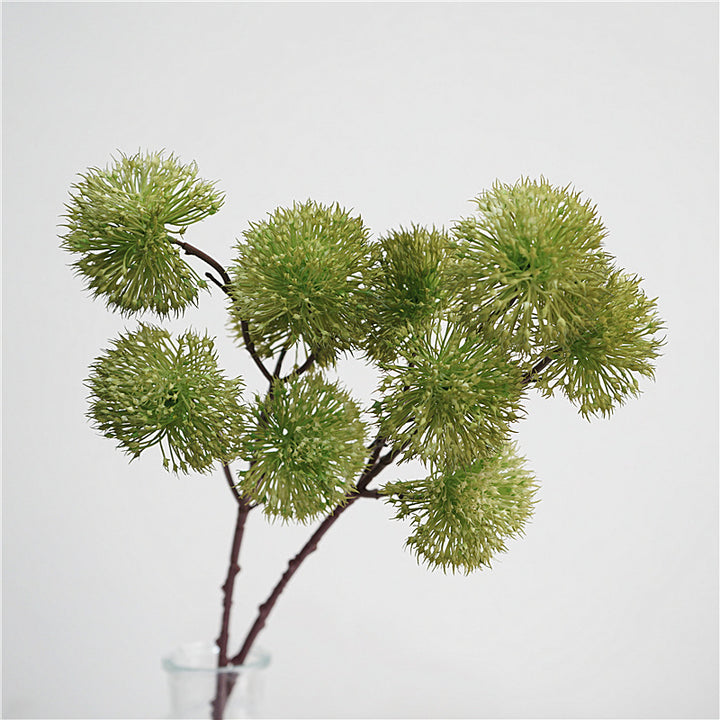 Scadoxus Genus Flower Decor