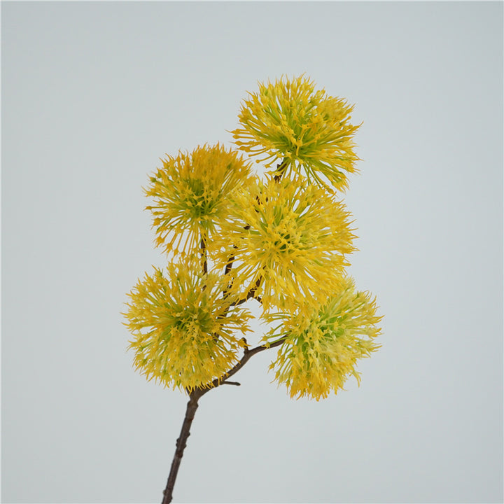 Scadoxus Genus Flower Decor