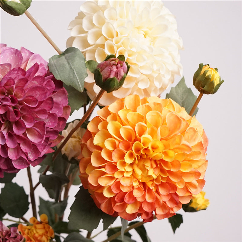 Premium Dahlia Blossom