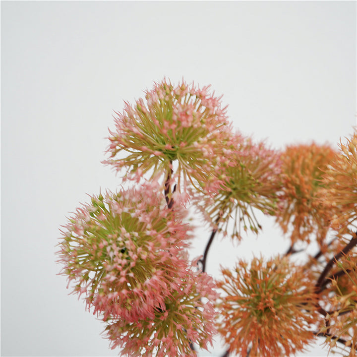 Scadoxus Genus Flower Decor