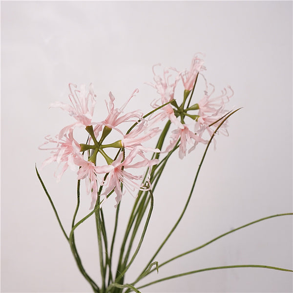 Spider Lily Bloom