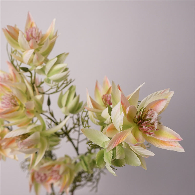 Serruria Florida Flower Decor