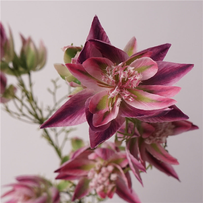 Serruria Florida Flower Decor