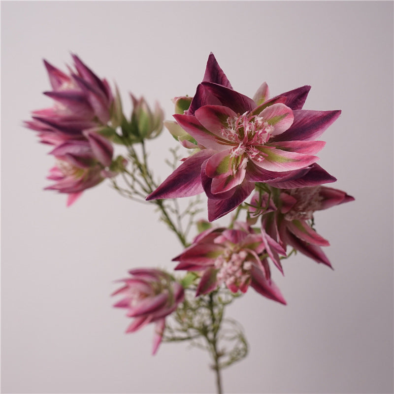 Serruria Florida Flower Decor