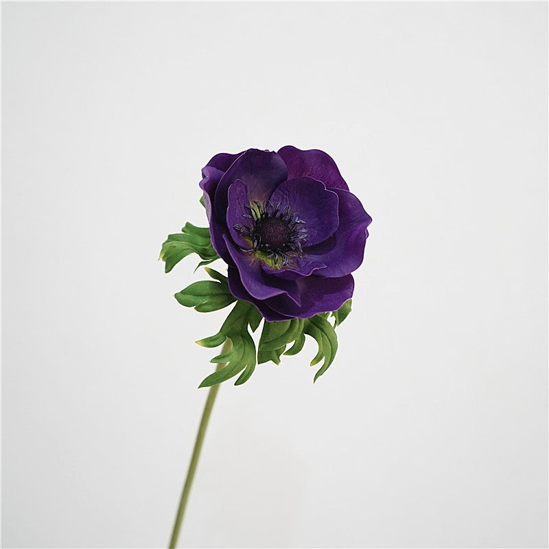 Genuine Touch Anemone