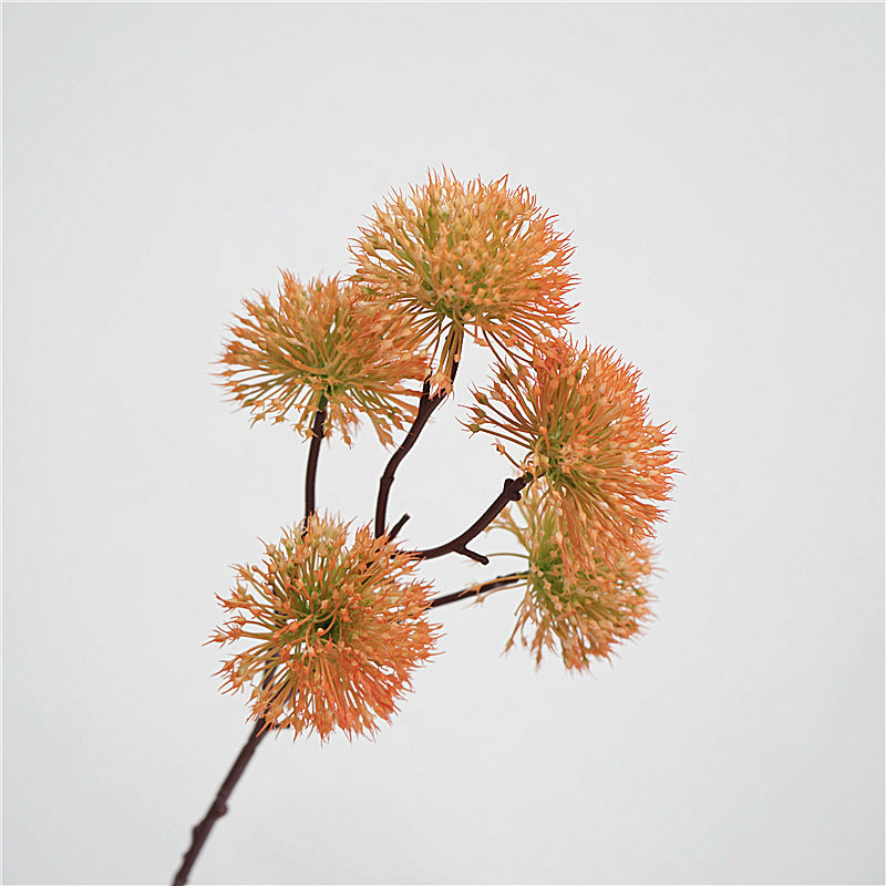 Scadoxus Genus Flower Decor