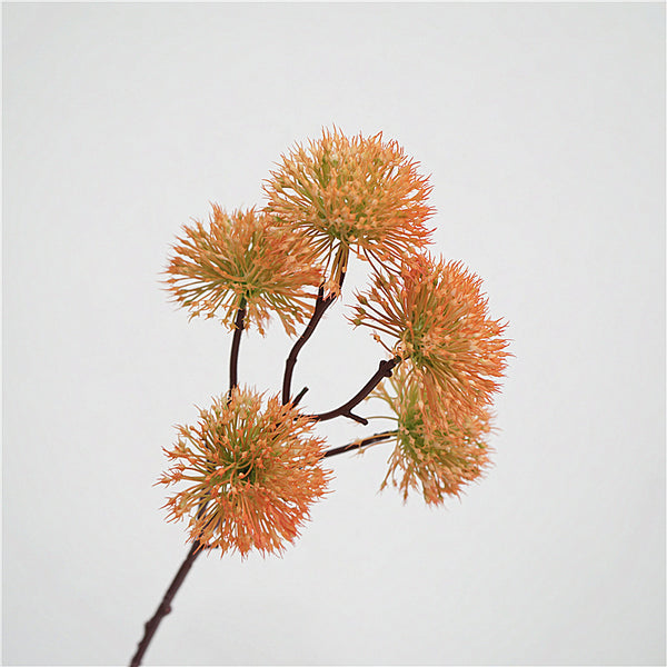 Scadoxus Genus Flower Decor