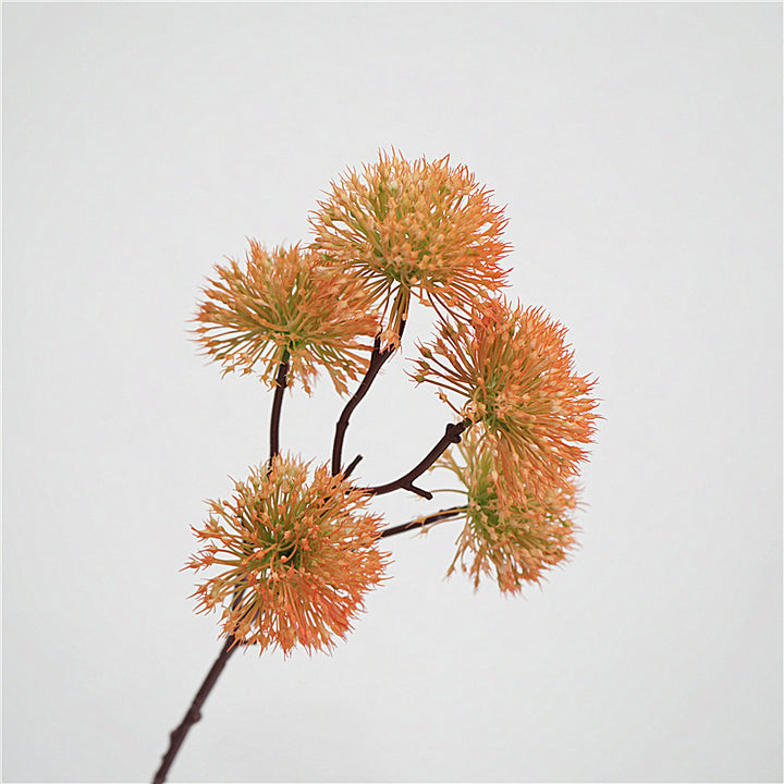 Scadoxus Genus Flower Decor