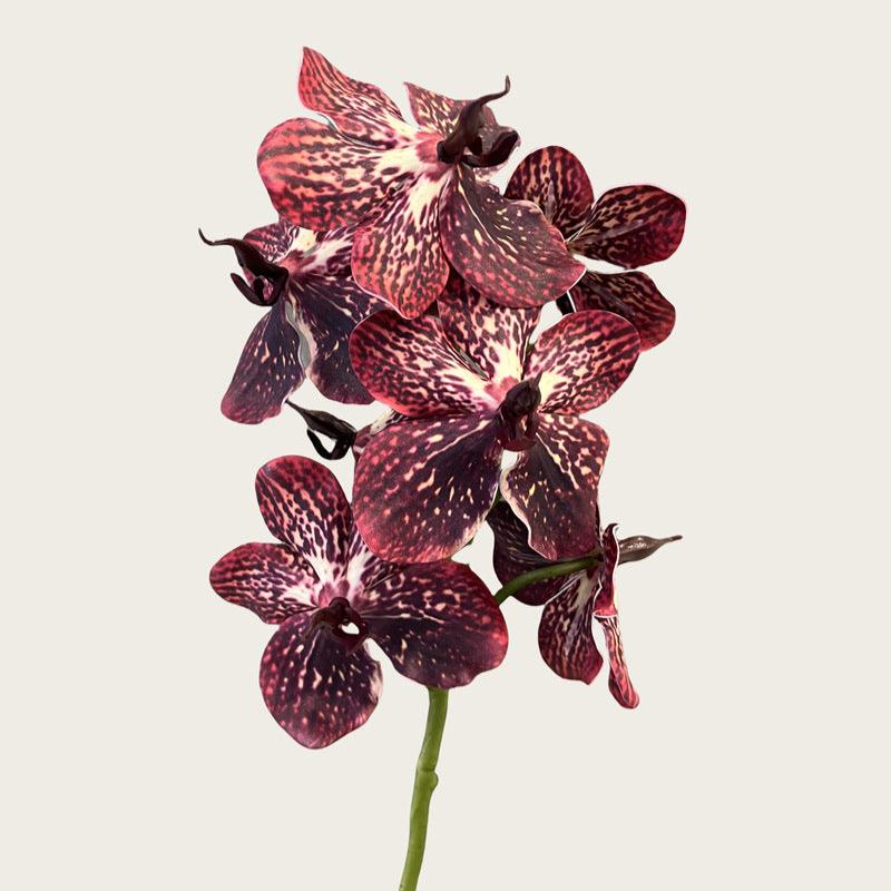 Phalaenopsis Orchids Flower Decor