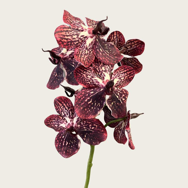 Phalaenopsis Orchids Flower Decor