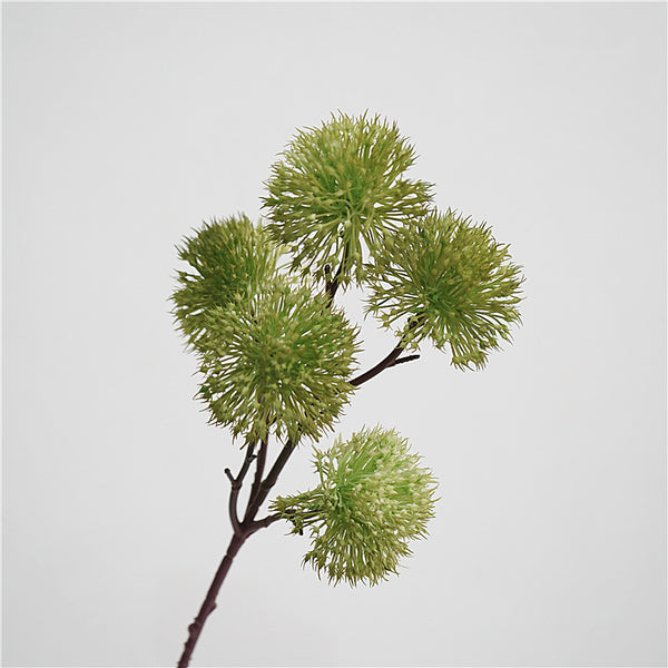 Scadoxus Genus Flower Decor