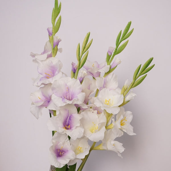Pure Gladiolus Flower Decor