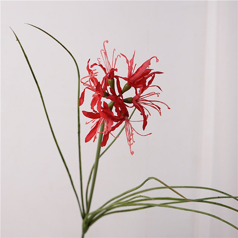 Spider Lily Bloom