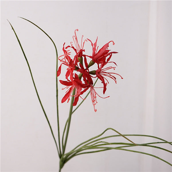 Spider Lily Bloom