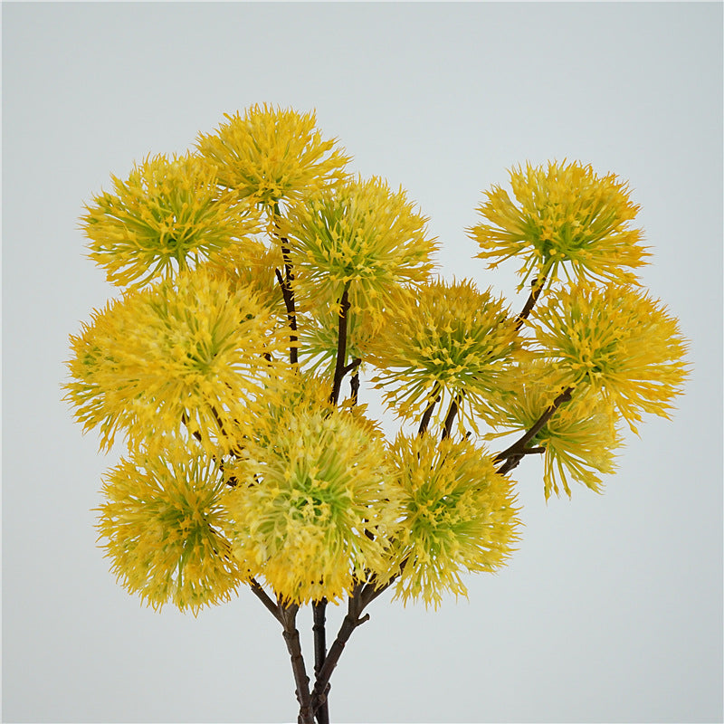 Scadoxus Genus Flower Decor