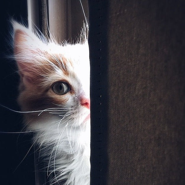 Peeping Kitty Bath Mat -Bath Mats & Rugs- Delicors