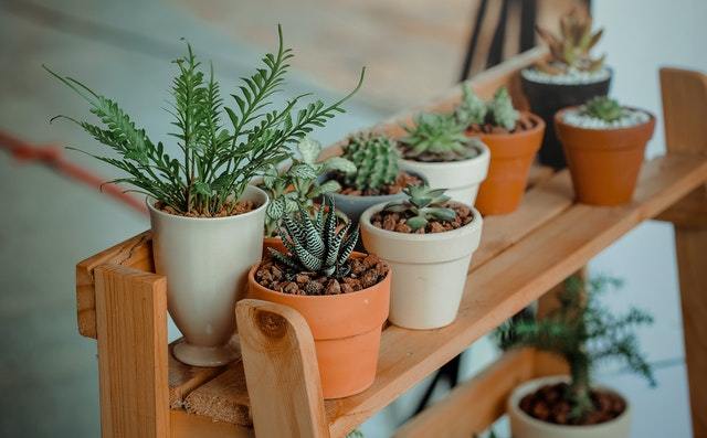 How to Water Plants While Away on Vacation: 6 DIY Methods - Delicors