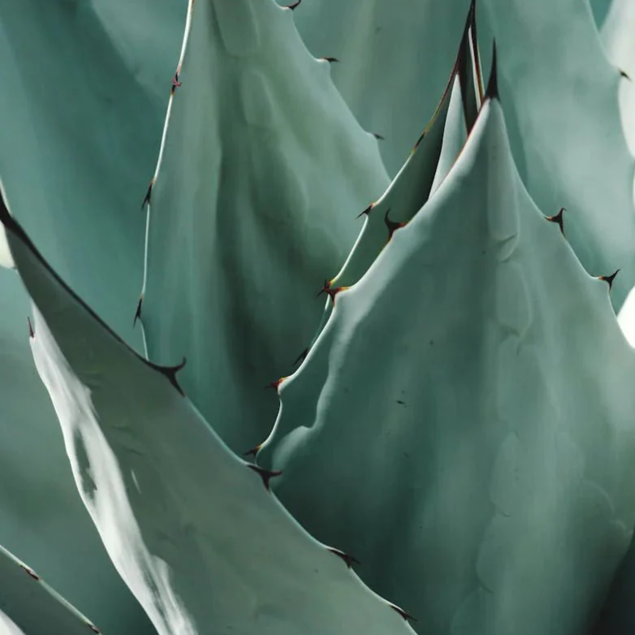 Green - Delicors