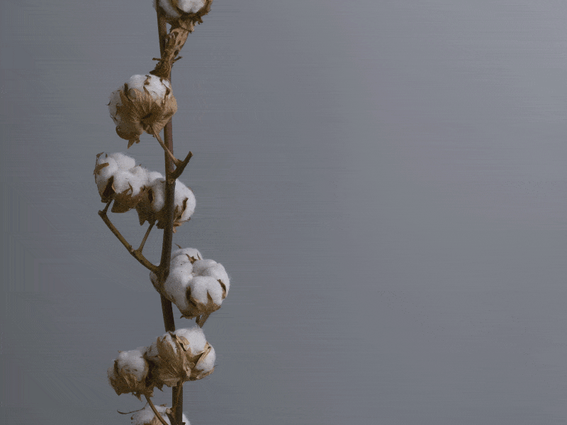 Long Staple Cotton | Delicors