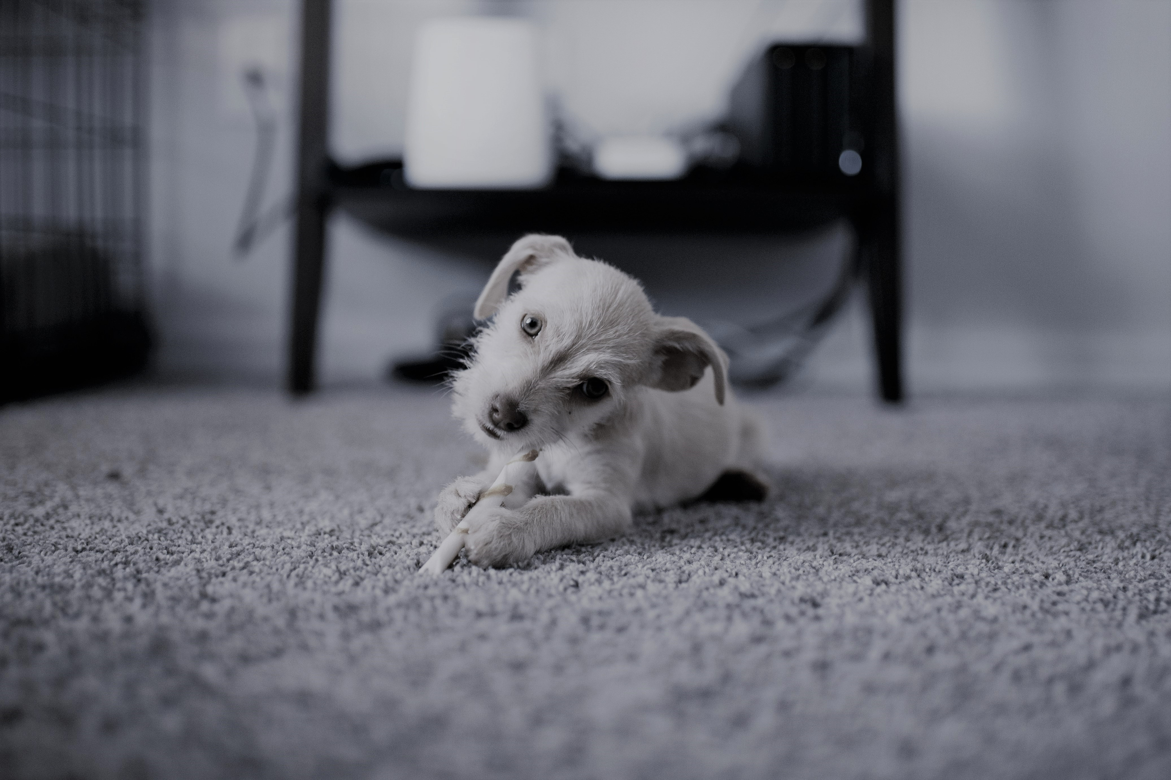 Rug & Mat