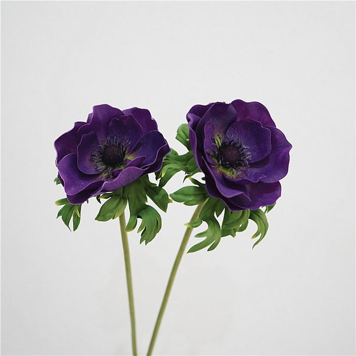 Genuine Touch Anemone