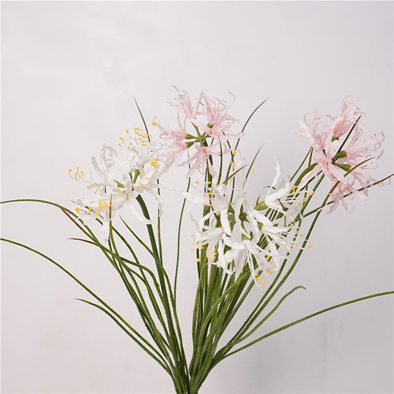 Spider Lily Bloom