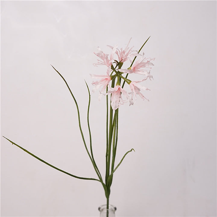 Spider Lily Bloom