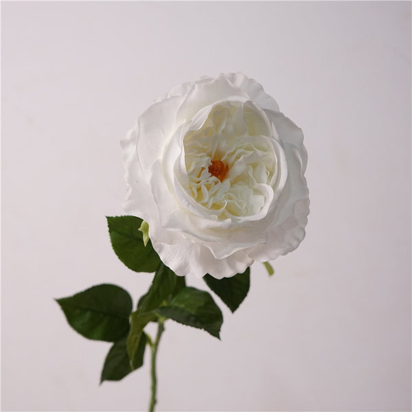 David Austin Roses Flower Decor