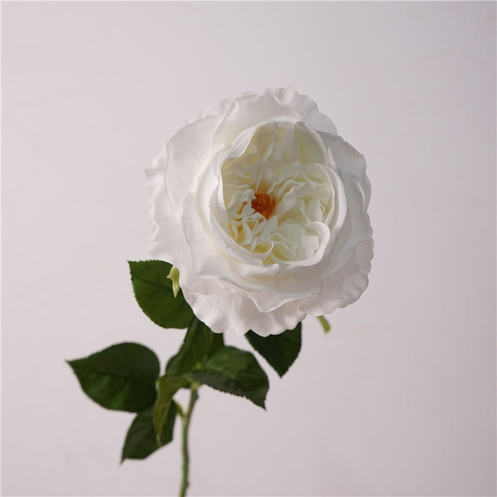 David Austin Roses Flower Decor