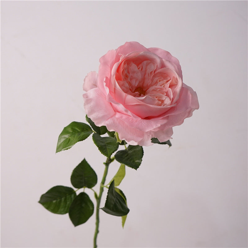 David Austin Roses Flower Decor