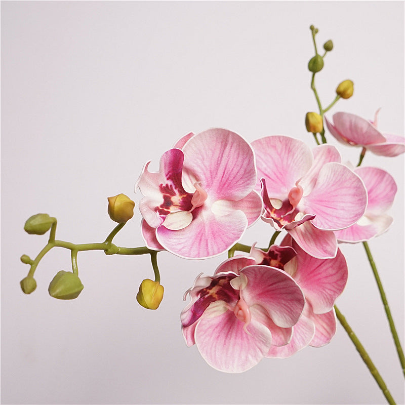 Moth Orchid Flower Decor