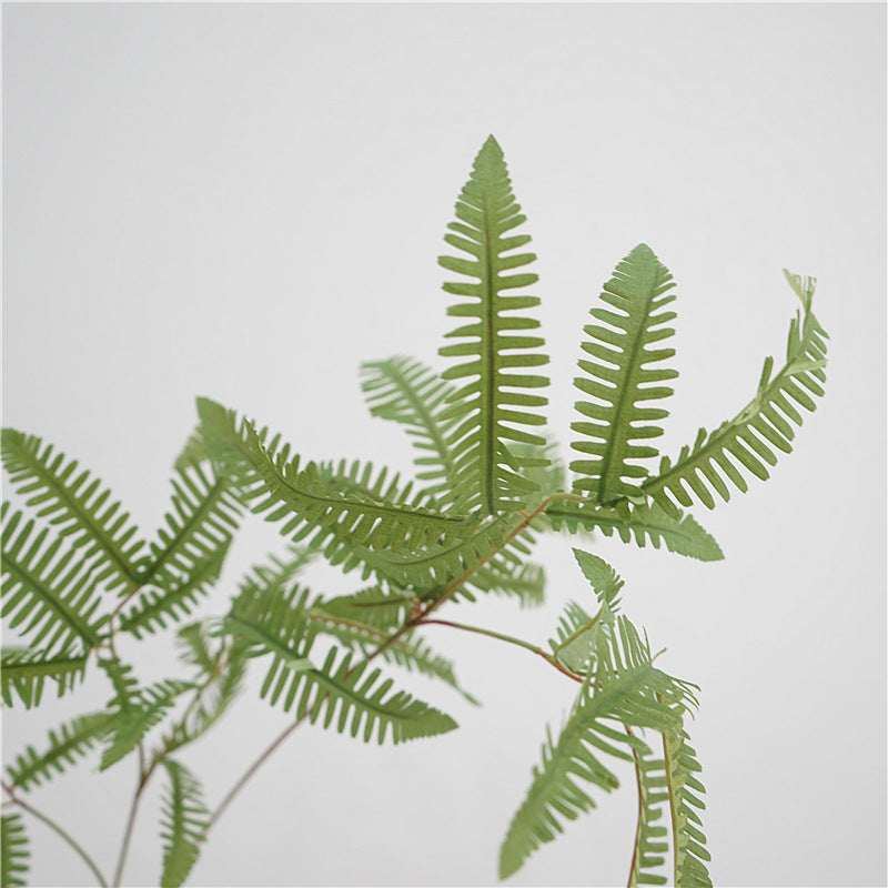 Elegant Fern Foliage