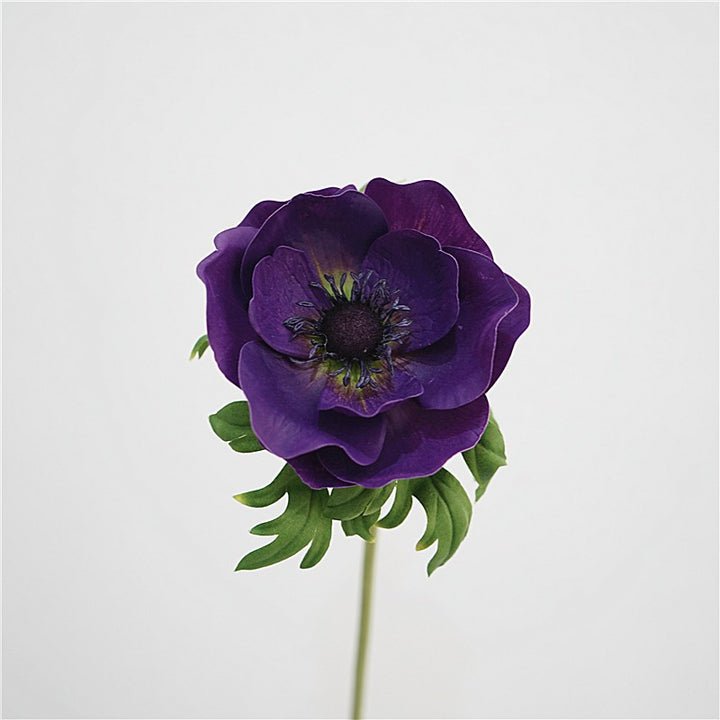 Genuine Touch Anemone