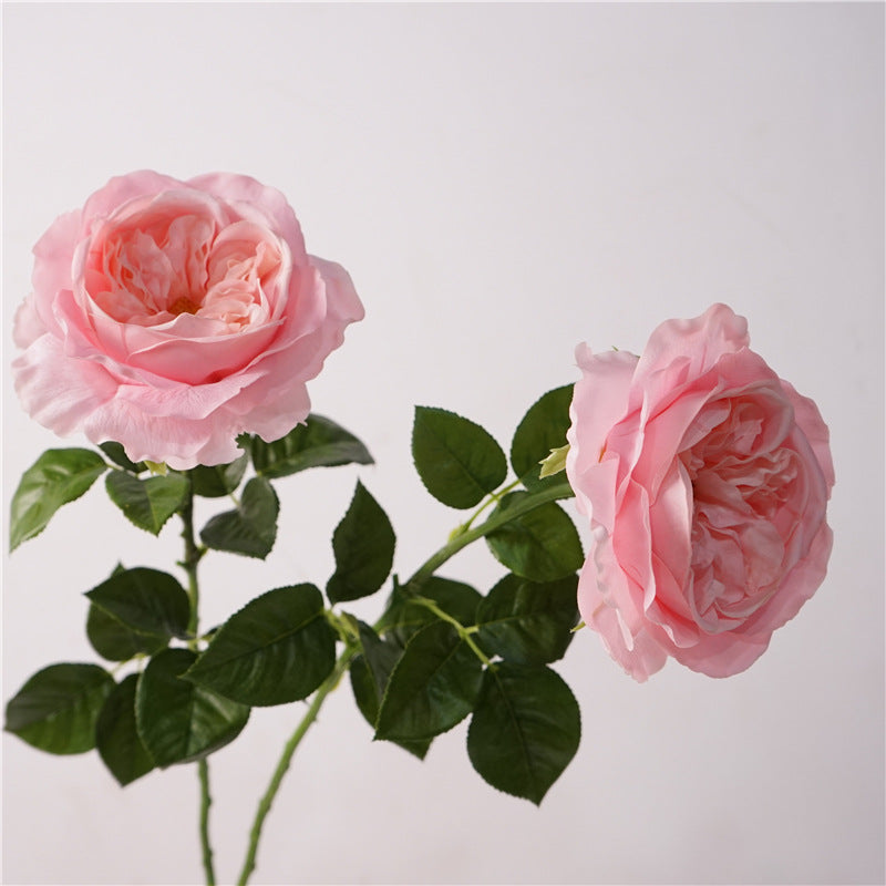 David Austin Roses Flower Decor